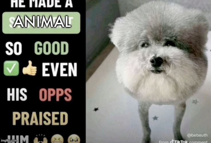 He made a statement so good even his opps praised him | ANIMAL | image tagged in he made a statement so good even his opps praised him | made w/ Imgflip meme maker