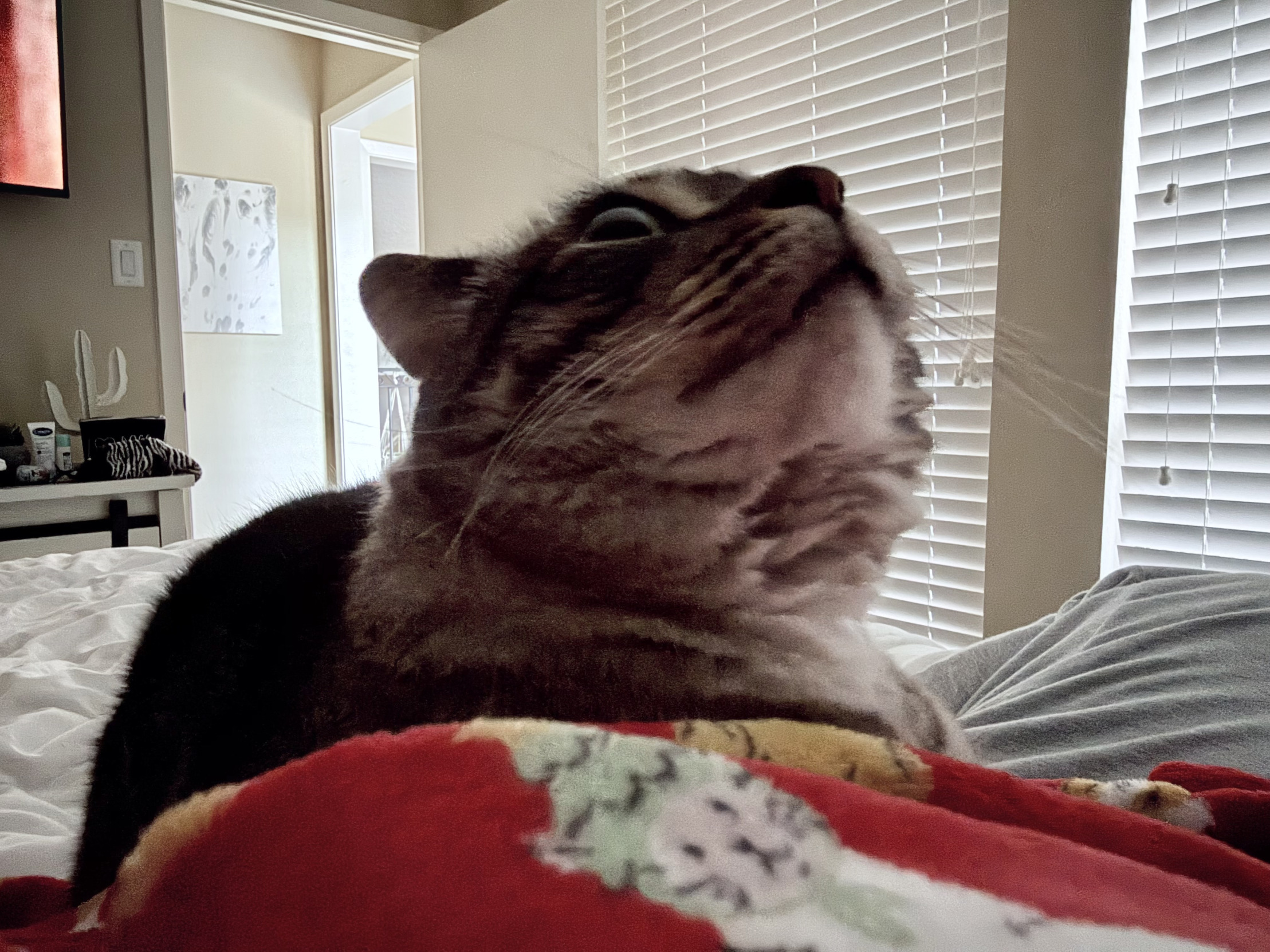 U haz haircut? Blank Meme Template