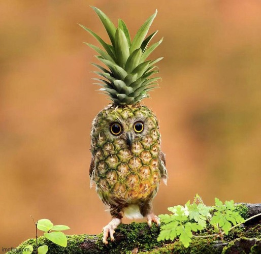 Pineapple owl | image tagged in pineapple owl | made w/ Imgflip meme maker