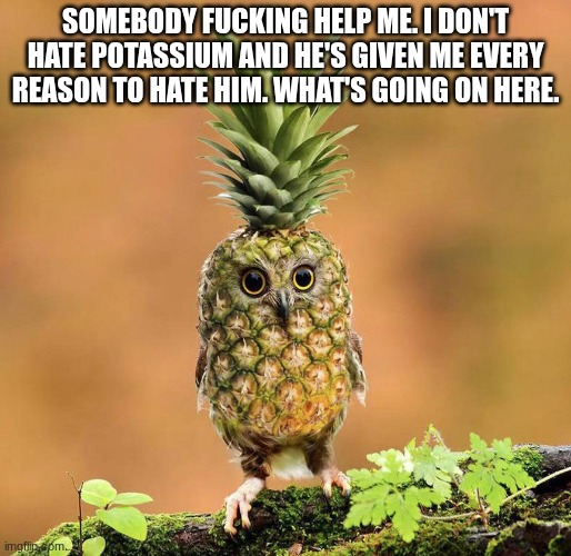 Pineapple owl | SOMEBODY FUCKING HELP ME. I DON'T HATE POTASSIUM AND HE'S GIVEN ME EVERY REASON TO HATE HIM. WHAT'S GOING ON HERE. | image tagged in pineapple owl | made w/ Imgflip meme maker