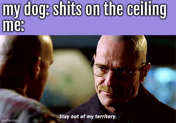 Walter white stay out of my territory | my dog: shits on the ceiling
me: | image tagged in walter white stay out of my territory | made w/ Imgflip meme maker