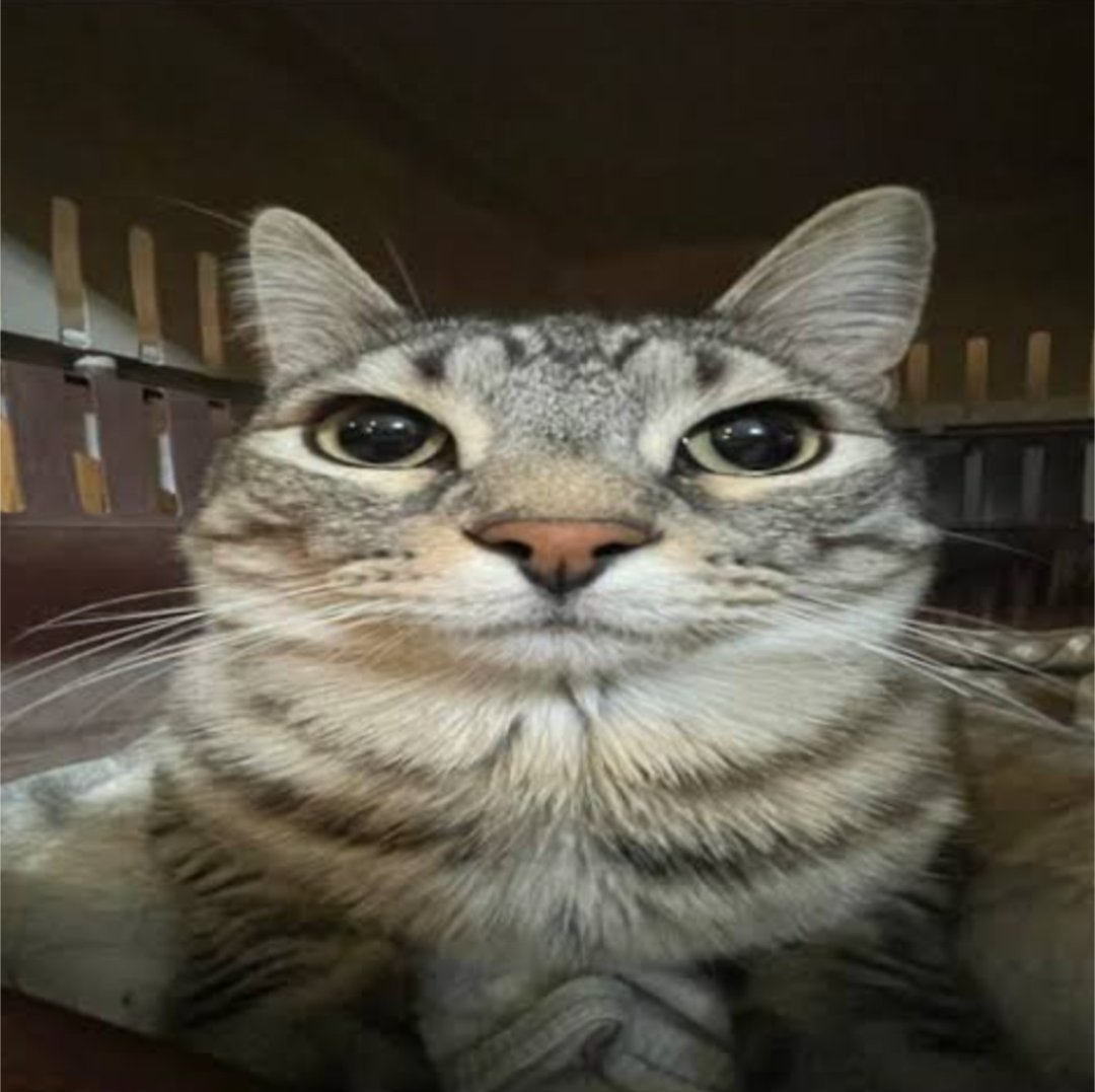 funni cat Blank Meme Template