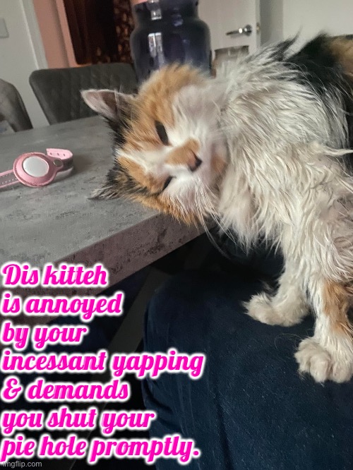 Your Incessant Yapping | Dis kitteh is annoyed by your incessant yapping & demands you shut your pie hole promptly. | image tagged in cats,funny cats,shut up,stfu,annoyed,stahp | made w/ Imgflip meme maker