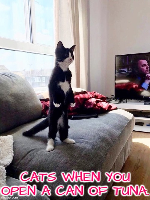 A Can Of Tuna | CATS WHEN YOU OPEN A CAN OF TUNA. | image tagged in cats,funny cats,tuna,reactions,kitten,cute kitten | made w/ Imgflip meme maker