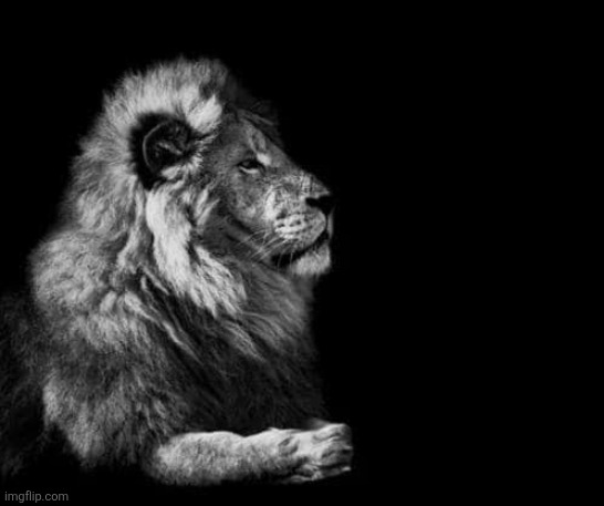 the lion.. | image tagged in the lion | made w/ Imgflip meme maker