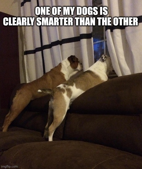 One Of My Dogs Is Clearly Smarter Than The Other | ONE OF MY DOGS IS CLEARLY SMARTER THAN THE OTHER | image tagged in chrisjoines1 | made w/ Imgflip meme maker