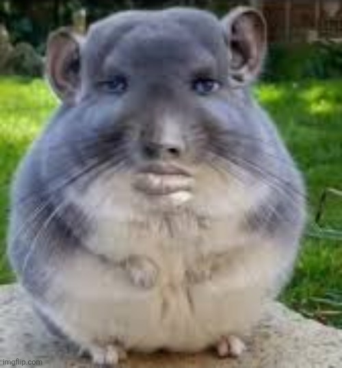 image tagged in disappointed chinchilla | made w/ Imgflip meme maker