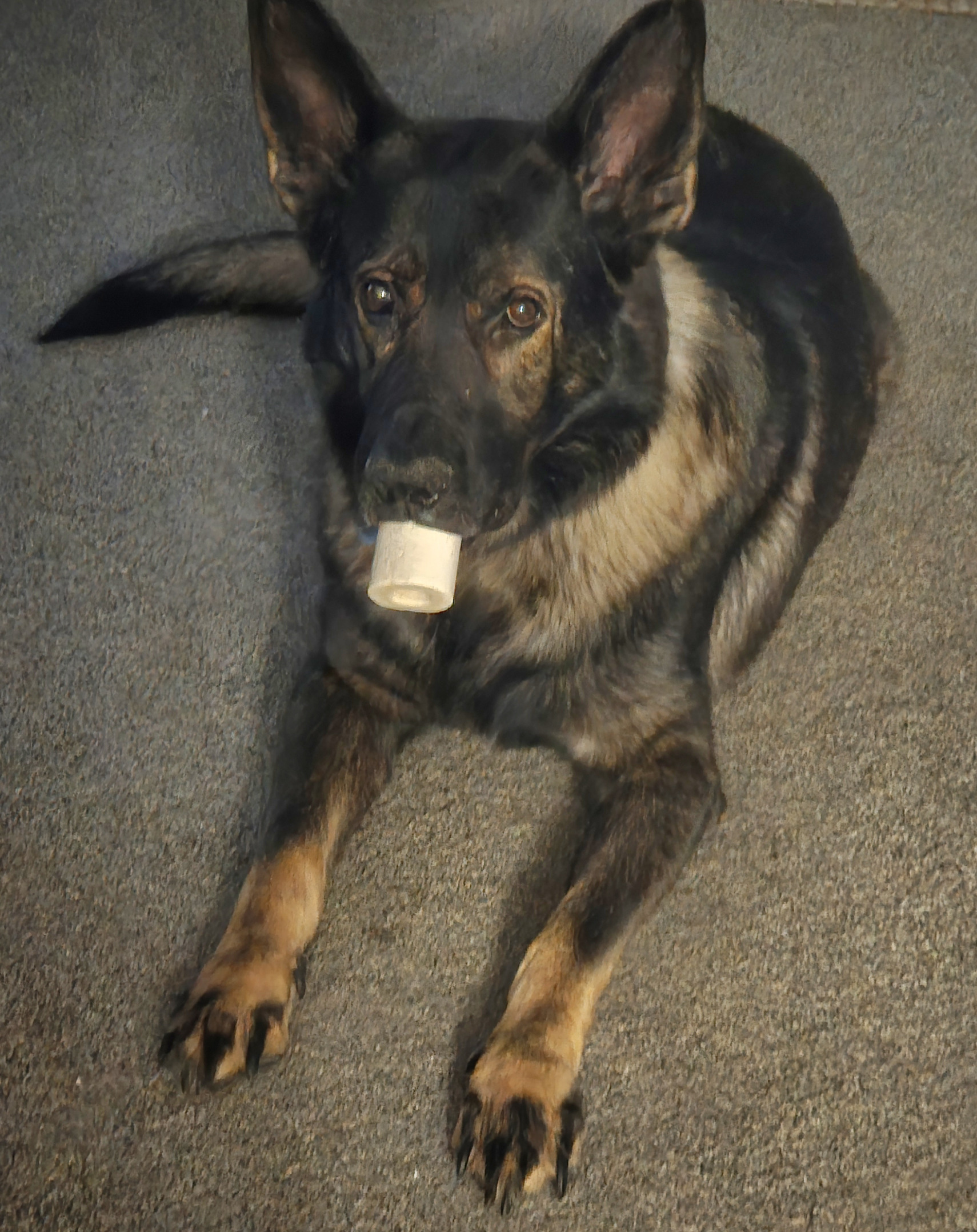 Dutch German shepherd Blank Meme Template