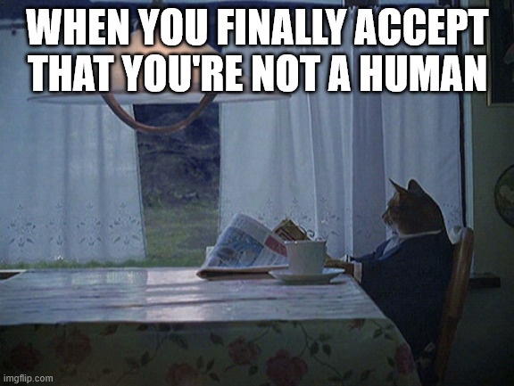 no hooman | WHEN YOU FINALLY ACCEPT THAT YOU'RE NOT A HUMAN | image tagged in cat moment | made w/ Imgflip meme maker
