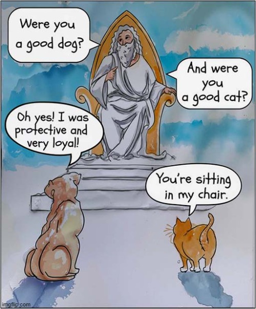The Difference Between Cats And Dogs | image tagged in cats,dogs,difference,heaven | made w/ Imgflip meme maker