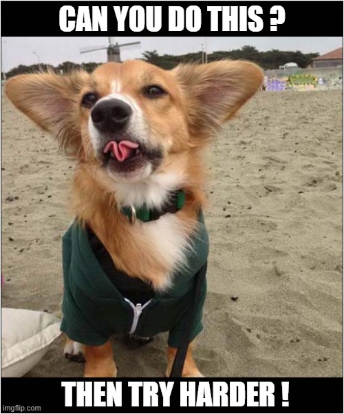A Talented Corgi ! | CAN YOU DO THIS ? THEN TRY HARDER ! | image tagged in dogs,corgi,tongue,rolling | made w/ Imgflip meme maker