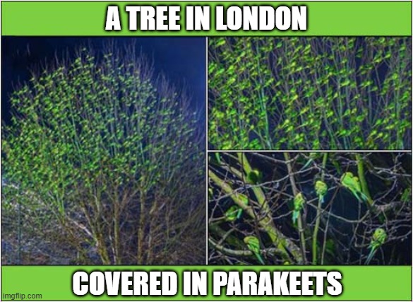 Not An Uncommon Sight (Or Sound) | A TREE IN LONDON; COVERED IN PARAKEETS | image tagged in trees,london,parakeets | made w/ Imgflip meme maker