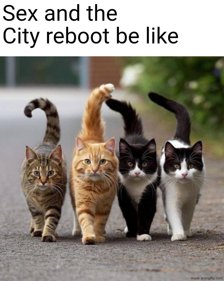 Sex and the City reboot be like | image tagged in cats | made w/ Imgflip meme maker