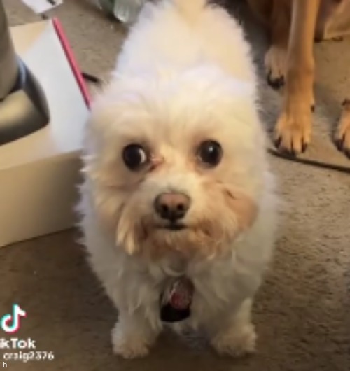 something about this screenshot makes me giggle | made w/ Imgflip meme maker