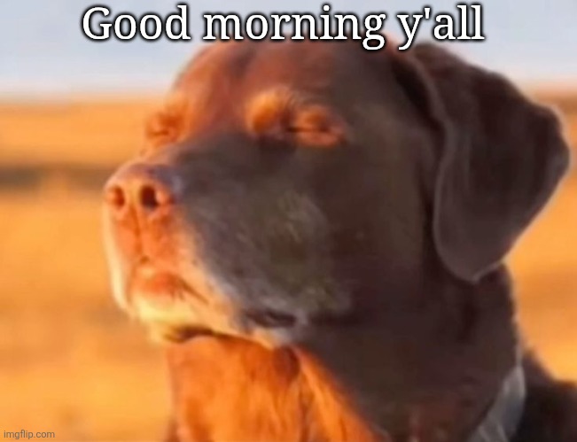 Let me know dog | Good morning y'all | image tagged in let me know dog | made w/ Imgflip meme maker