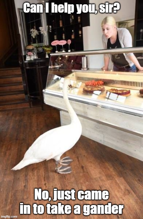 Take A Gander | Can I help you, sir? No, just came in to take a gander | image tagged in dad joke,goose,browsing,shopping | made w/ Imgflip meme maker