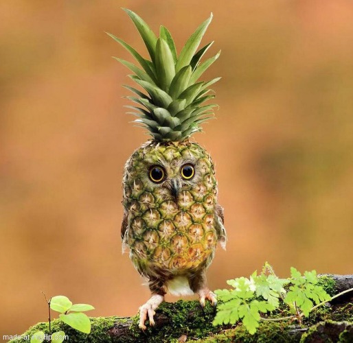 Pineapple owl | image tagged in pineapple owl | made w/ Imgflip meme maker