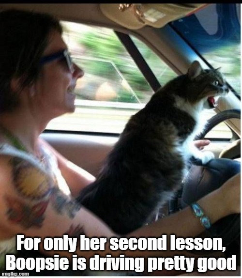 Driving Lesson | For only her second lesson, Boopsie is driving pretty good | image tagged in cat,driving,lesson,aaaaaaaaaaaaaaaaaaaaaaaaaaa | made w/ Imgflip meme maker