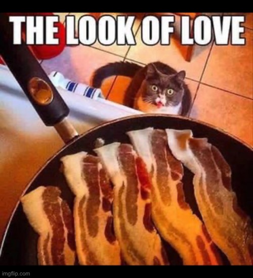 That’s funny. That’s the exact same look that I get whenever bacon is cooking… | image tagged in cats,bacon,look of love,hungry | made w/ Imgflip meme maker