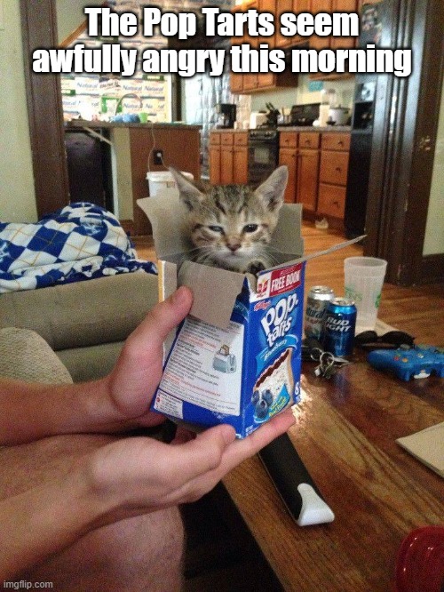 Angry Pop Tart | The Pop Tarts seem awfully angry this morning | image tagged in kitten,angry,breakfast,pop tarts | made w/ Imgflip meme maker