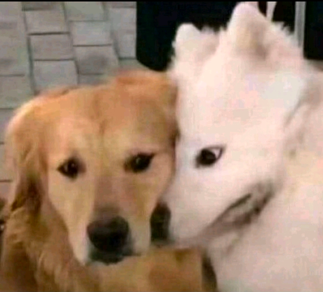 Staring Dog Blank Meme Template