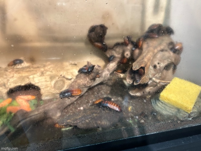 Laziest pets ever | made w/ Imgflip meme maker