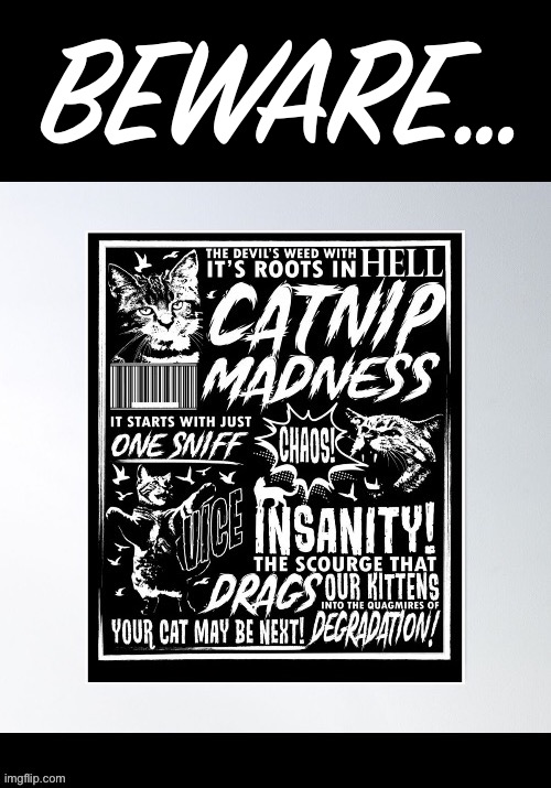 Beware “The Nip”! | BEWARE… | image tagged in cats,catnip,madness,beware | made w/ Imgflip meme maker