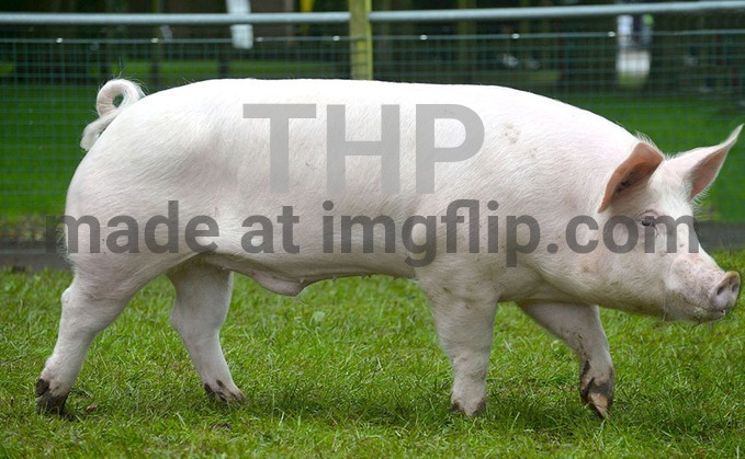 TheHugePig | THP | image tagged in thehugepig | made w/ Imgflip meme maker