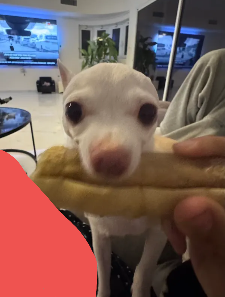 el pepe niki Blank Meme Template