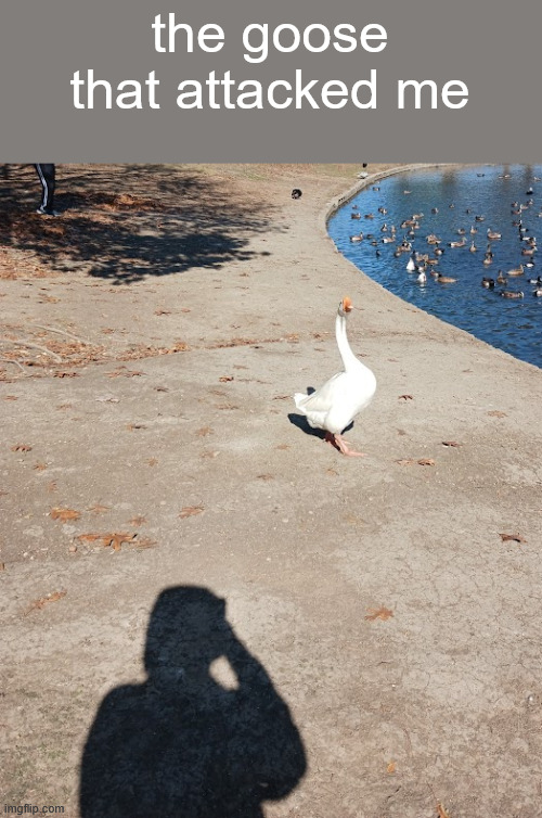 the goose that attacked me | made w/ Imgflip meme maker