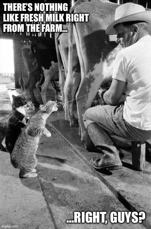 The farmer spoils his cats… | THERE’S NOTHING 
LIKE FRESH MILK RIGHT 
FROM THE FARM…; …RIGHT, GUYS? | image tagged in cats,fresh milk,cows,farmer | made w/ Imgflip meme maker