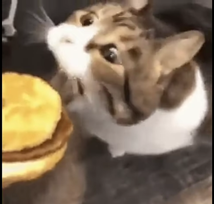 Here kitty, you can has cheese burger Blank Meme Template