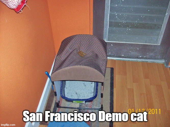 San Francisco Demo cat | made w/ Imgflip meme maker