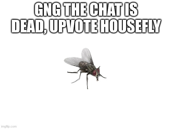 I'm not even gonna be add the ignore if section bc I'm not a cornball | GNG THE CHAT IS DEAD, UPVOTE HOUSEFLY | image tagged in penis | made w/ Imgflip meme maker