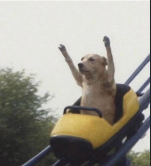 rollercoaster dog Blank Meme Template