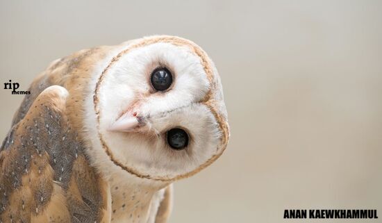 Owl Blank Meme Template