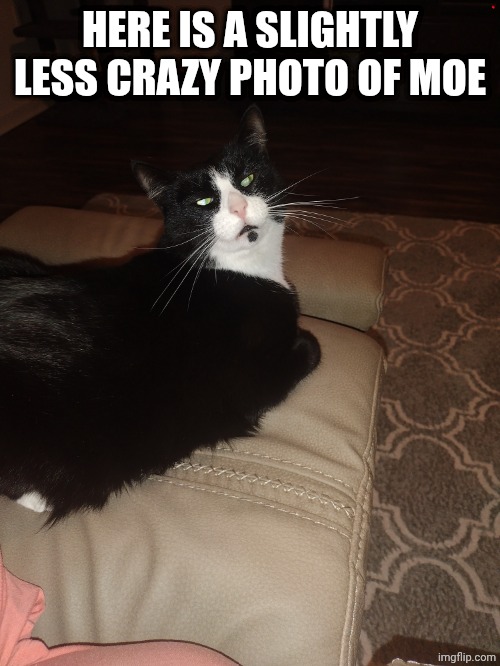 Moe | HERE IS A SLIGHTLY LESS CRAZY PHOTO OF MOE | image tagged in cats | made w/ Imgflip meme maker