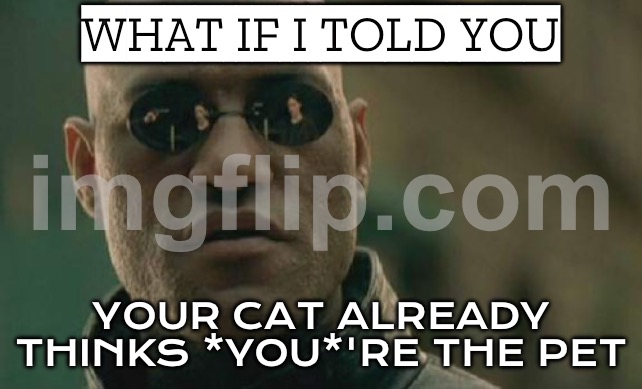 YOUR CAT ALREADY THINKS *YOU*'RE THE PET | WHAT IF I TOLD YOU; YOUR CAT ALREADY THINKS *YOU*'RE THE PET | image tagged in memes,matrix morpheus,cats,cat meme,pets,cat | made w/ Imgflip meme maker