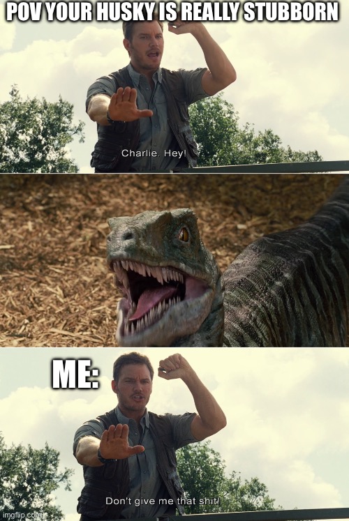 Husky, hey! Don’t give me that ___ | POV YOUR HUSKY IS REALLY STUBBORN; ME: | image tagged in controversial charlie | made w/ Imgflip meme maker