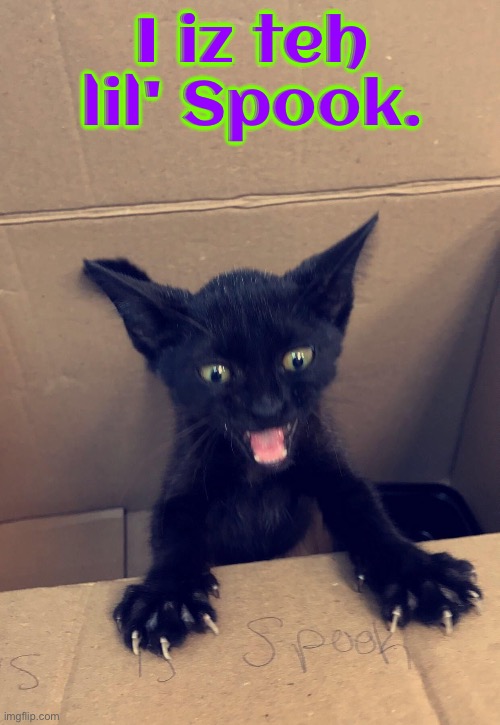 Teh Lil' Spook | I iz teh lil' Spook. | image tagged in cats,funny cats,kittens,cute kittens,spooky,black cat | made w/ Imgflip meme maker