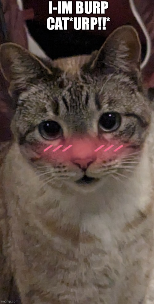 Cat burp meme | I-IM BURP CAT*URP!!* | image tagged in cat burp,burp | made w/ Imgflip meme maker