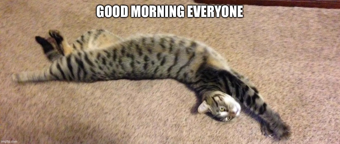 Hello | GOOD MORNING EVERYONE | image tagged in breaching cat,im hungry,nvm i ate breakfast | made w/ Imgflip meme maker