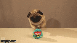 Toy Critic Pug | image tagged in gifs,pugdog,toy | made w/ Imgflip video-to-gif maker