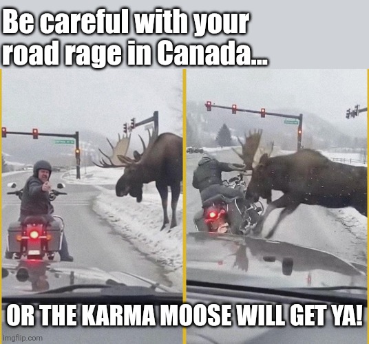 Karma Moose don't play | Be careful with your road rage in Canada... OR THE KARMA MOOSE WILL GET YA! | image tagged in karma,moose,canada,meanwhile in canada,karma's a bitch | made w/ Imgflip meme maker