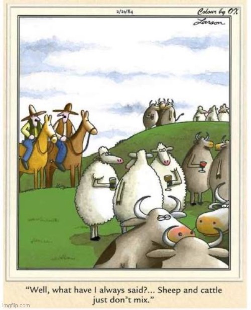 Livestock cliques… | image tagged in the far side,comics,sheep,cattle,dont mix,cliques | made w/ Imgflip meme maker