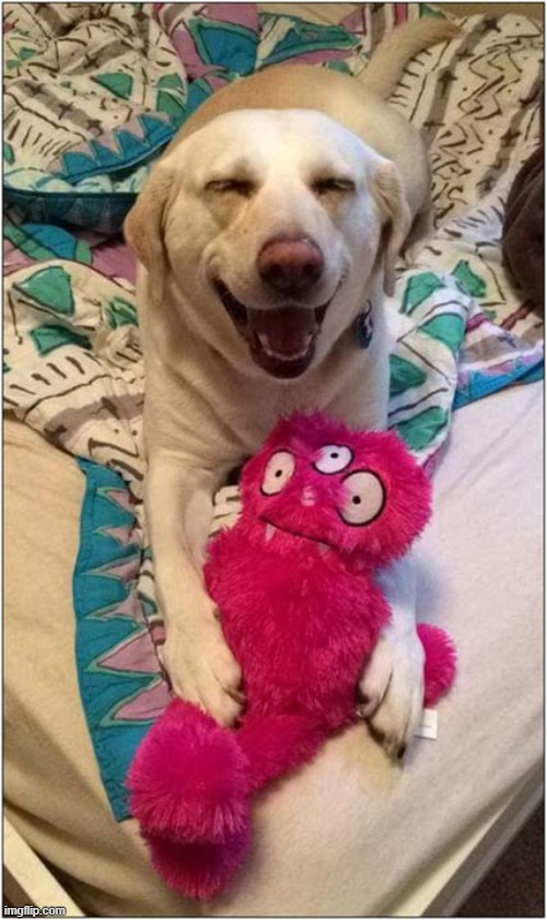 He Loves Cuddling His Fluffy Thing ! | image tagged in dogs,cuddle,fluffy,toy | made w/ Imgflip meme maker