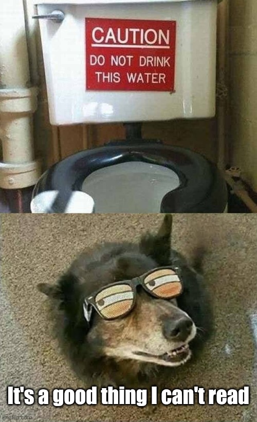 Dog bowl | It's a good thing I can't read | image tagged in dogs,drinking,toilet,water,caution sign | made w/ Imgflip meme maker