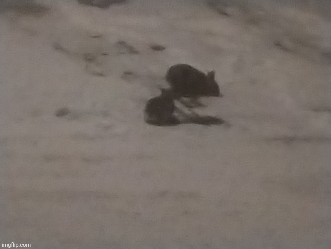 A picture of a pair of rabbits out in the cold winter I took last night | made w/ Imgflip meme maker