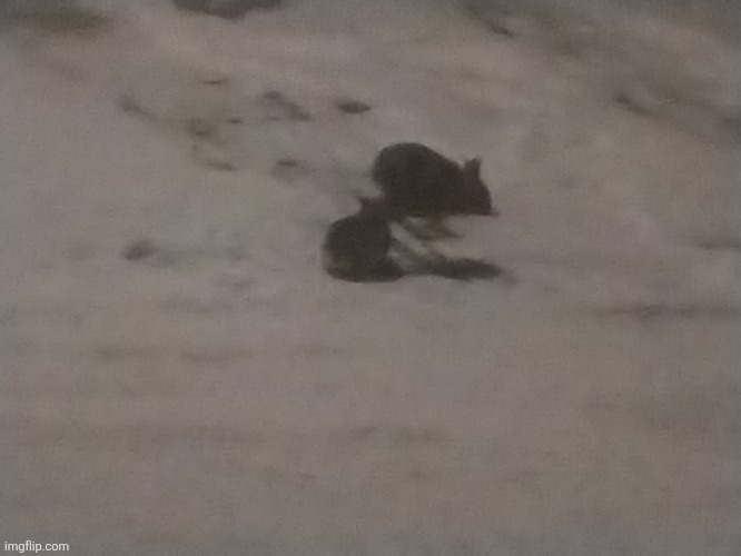 A picture of a pair of rabbits out in the cold winter I took last night.mp3 | made w/ Imgflip meme maker