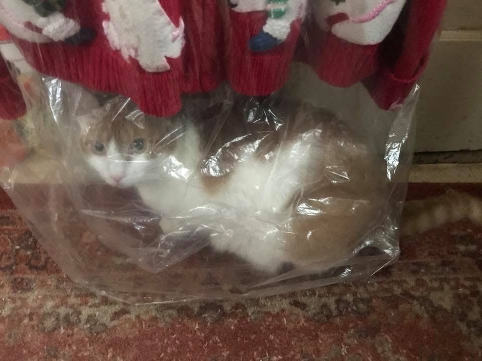 Hiding cat Blank Meme Template